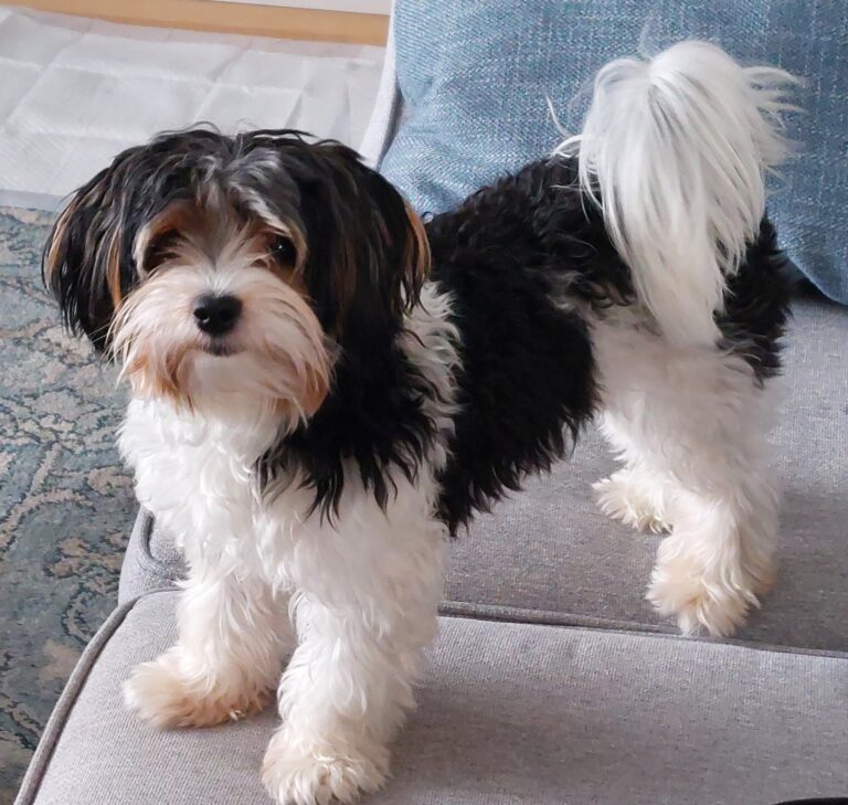 This is Callie my Biewer terrier