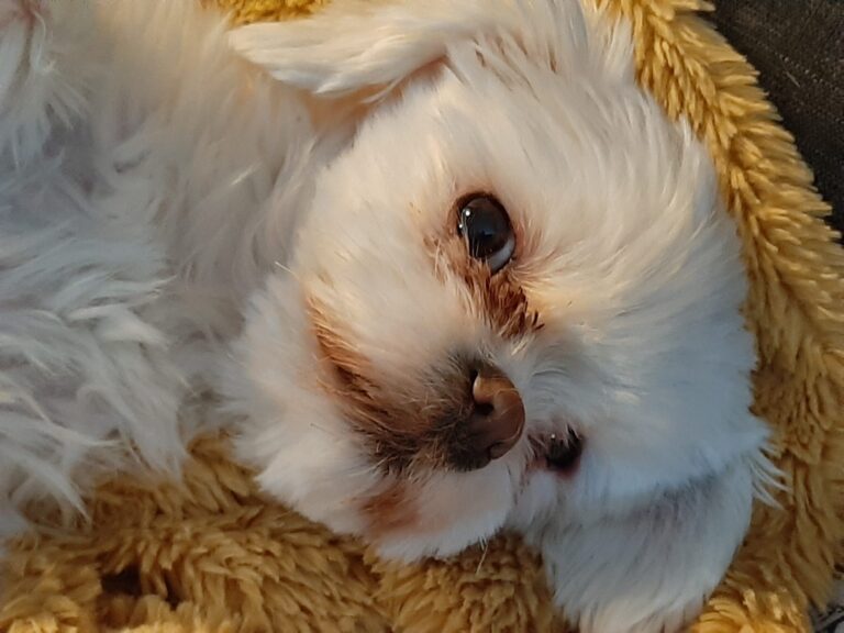 Miyah is my daughters dog.