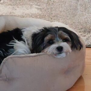 This is my dog Callie. She's a Biewer Terrier and she loves her Bedsure beds. In fact she has 3 of them.
