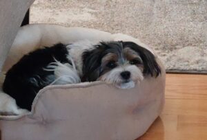 This is my dog Callie. She's a Biewer Terrier and she loves her Bedsure beds. In fact she has 3 of them.