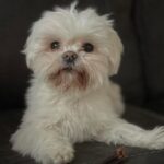 Small dog - This is Miyah she's a 12 year old Maltese cross, and my grand-dogger. Small Dog