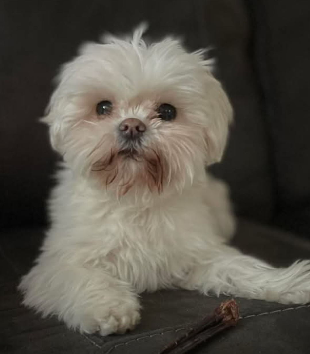 How To Care For A Senior Dog