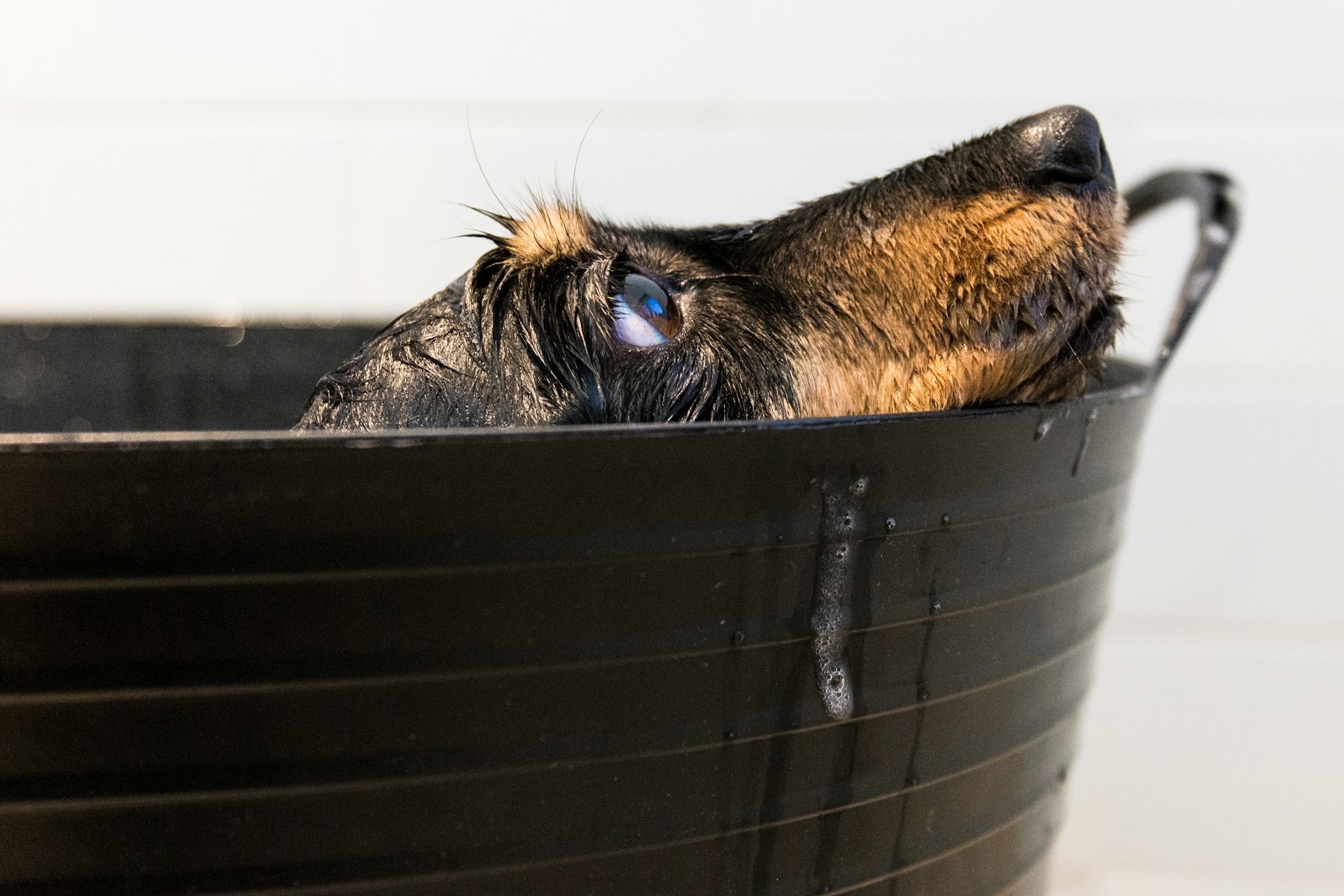 Bathing Tips for Senior Dogs