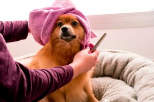 This is an image of a dog being groomed.