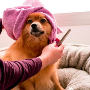 This is an image of a dog being groomed.