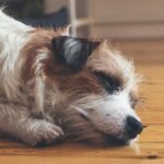 pictured is a photo of a dog with an upset stomach who is feeling unwell.