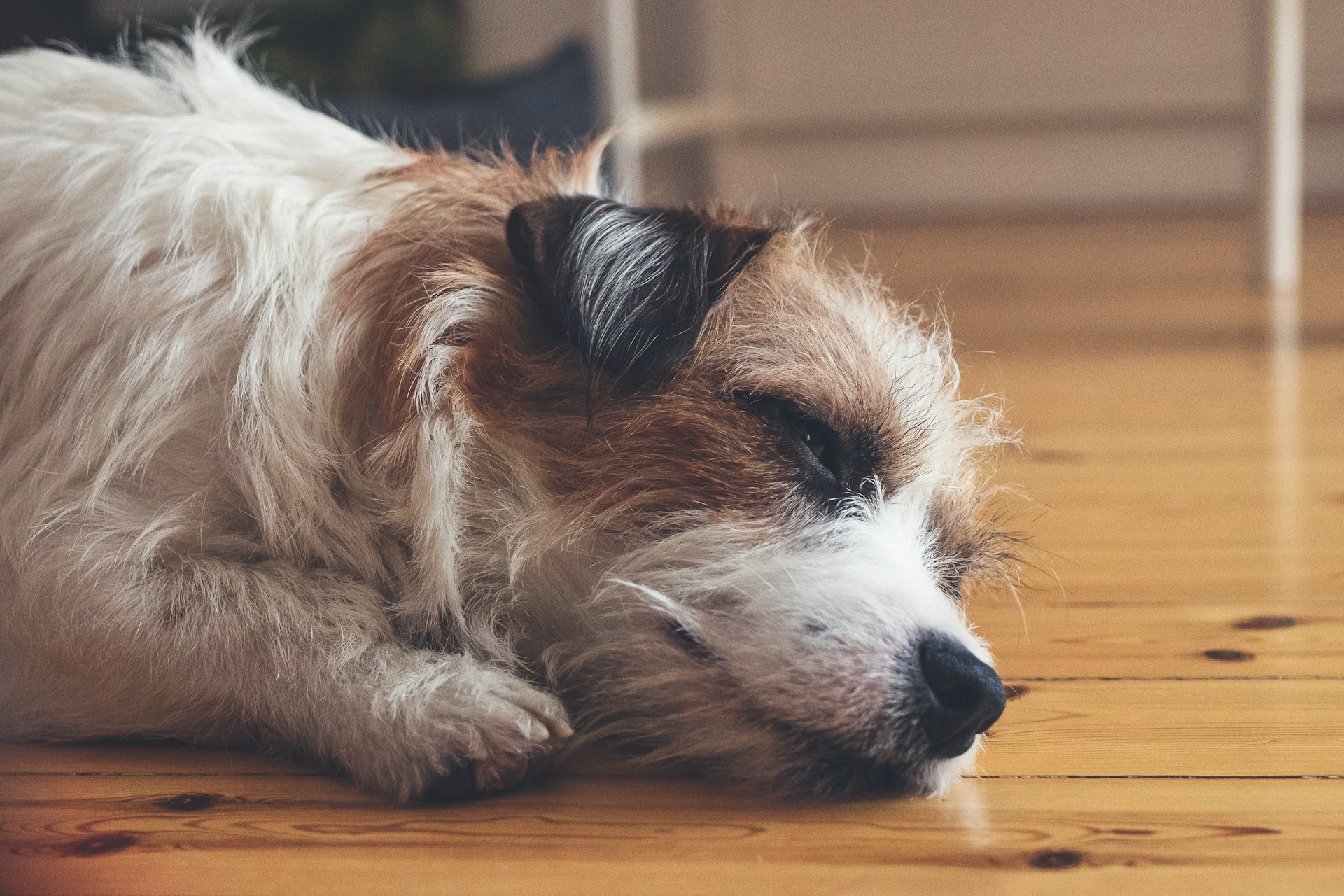 Upset Stomach in Dogs: Signs and What To Do